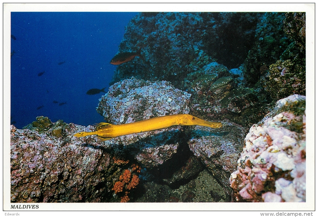 Tropical Fish, Maldives Postcard Posted 2000 Stamp - Maldives