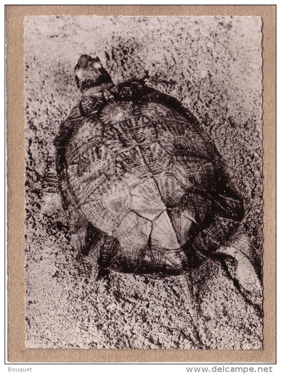 MADAGASCAR - CPSM - 113 - TORTUE RAYONNEE DE MADAGASCAR - LABORATOIRES ROLAND MARIE - Turtles
