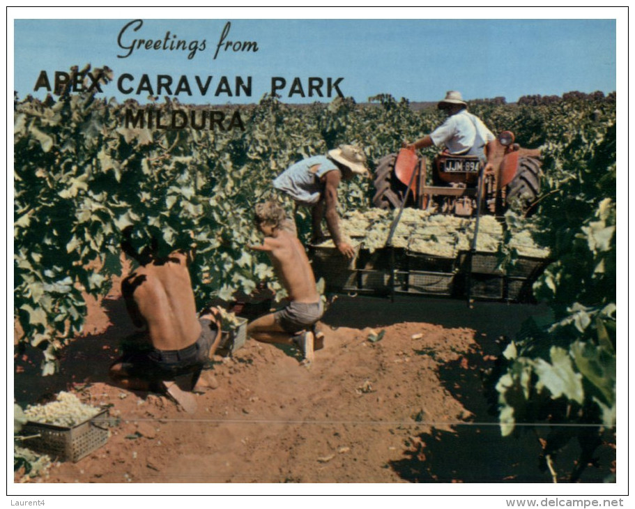 (945) Australia - VIC - Mildura Grape Picking - Mildura