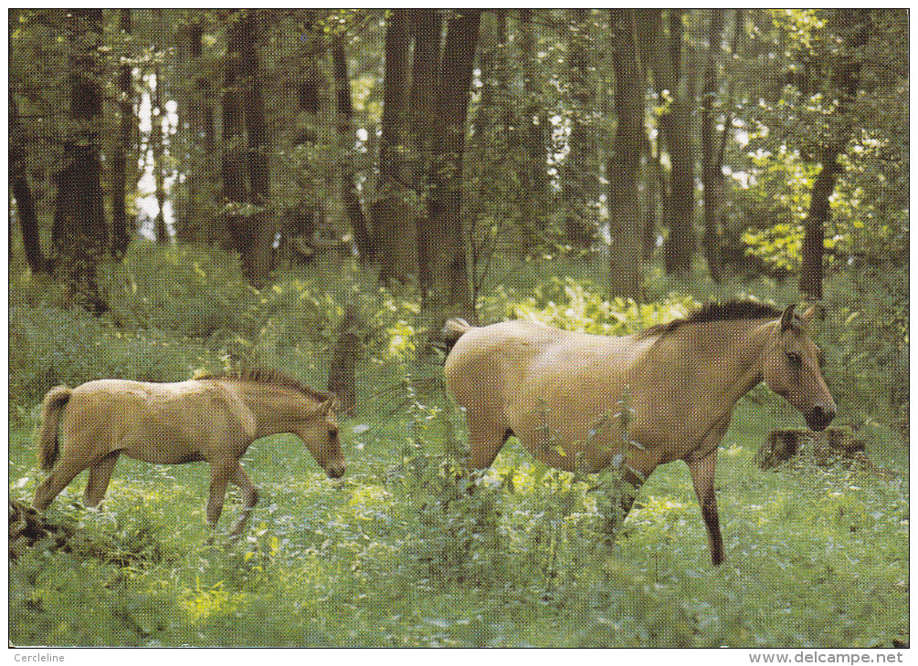 CPSM CHEVAL CHEVAUX BOIS FORET DULMENER WILDPFERDE CHEVAUX SAUVAGES DE  DULMEN - Pferde