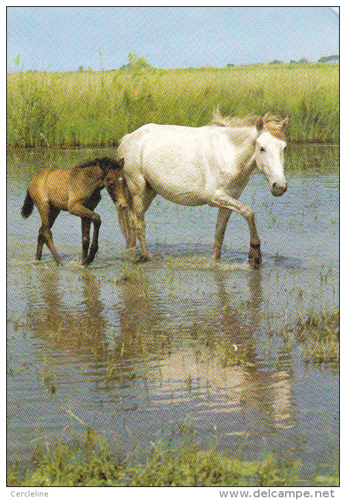 CPSM CHEVAL CHEVAUX POULAIN JUMENT DE CAMARGUE - Pferde