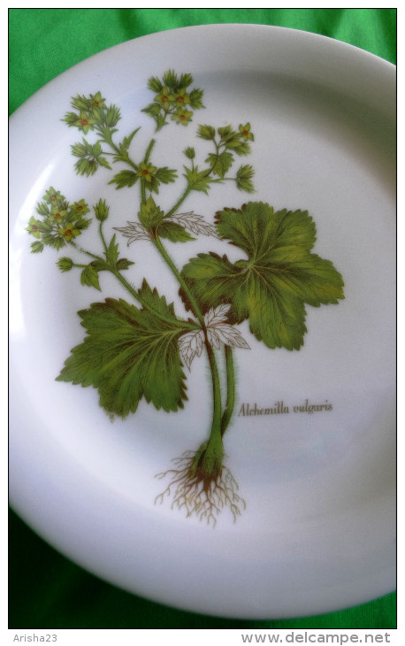 Vintage German Pottery Germany Tirschenreuth Bavaria Collector Plate Alchemilla Vulgaris - Tirschenreuth (DEU)