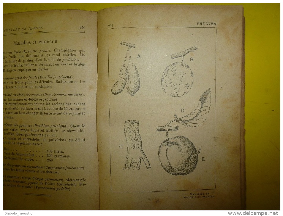 ARBORICULTURE FRUITIERE en IMAGES...abimé.....mais peut être toujours utile