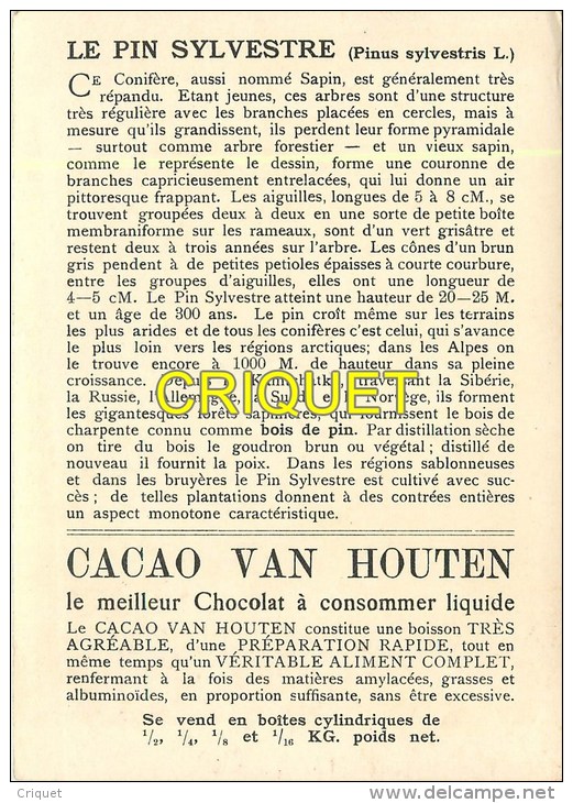 Maxi Chromo , Cacao Van Houten, Le Pin Sylvestre, Descripif Au Verso - Van Houten