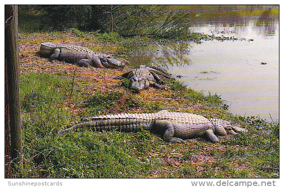 Louisaiana Hammond Alligators At Kliebert's Alligator Farm - Autres & Non Classés