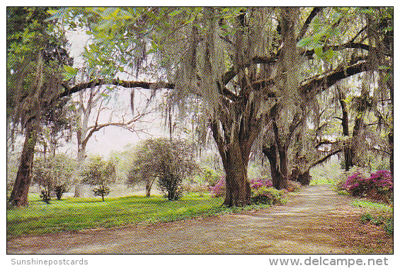 Louisaiana Spanish Moss Oak Trees And Azaleas - Autres & Non Classés