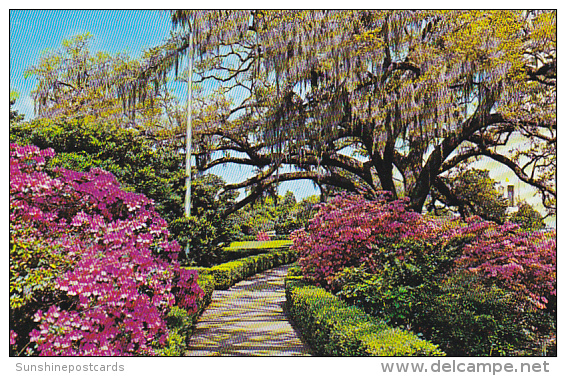 Louisaiana Baton Rouge Early Spring Scene At Capitol Gardens - Baton Rouge