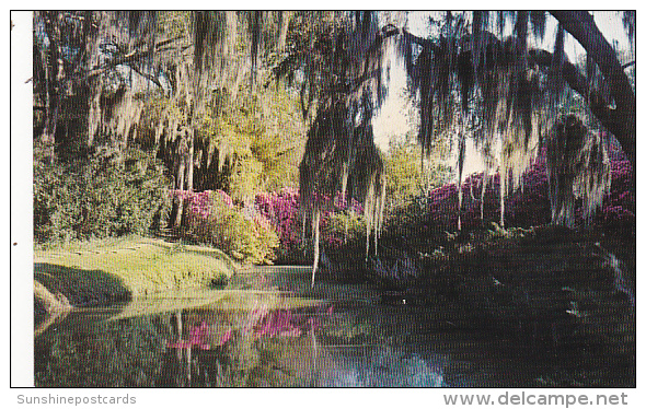 Louisaiana Jungle Garden At Avery Island - Autres & Non Classés