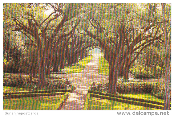 Louisaiana St Francisville Rosedown Plantation And Gardens Avenue Of Oaks - Otros & Sin Clasificación