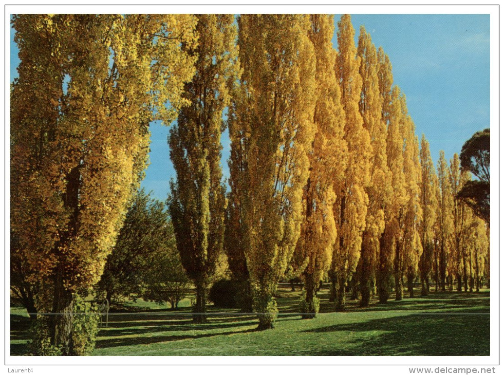 (316) Australia - ACT - Canberra Poplars - Canberra (ACT)