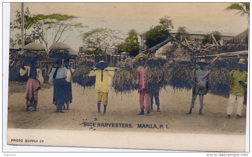 RICE HARVESTERS.- MANILA (FILIPINAS) - Filippine