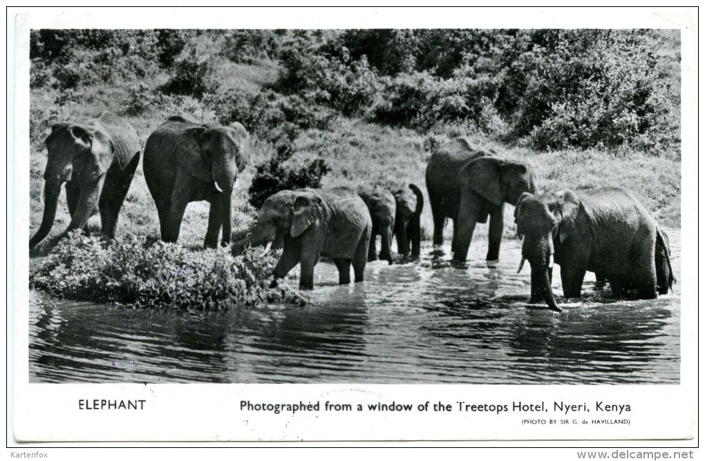 Nyeri,Elephant Photographed From A Window Treetops Hotel,British Commonwealth,Zensur,Air Mail, Stamps Uganda Kenya - Kenia