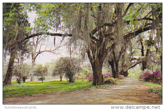 Louisiana Spanish Moss Oak Trees And Azaleas - Altri & Non Classificati