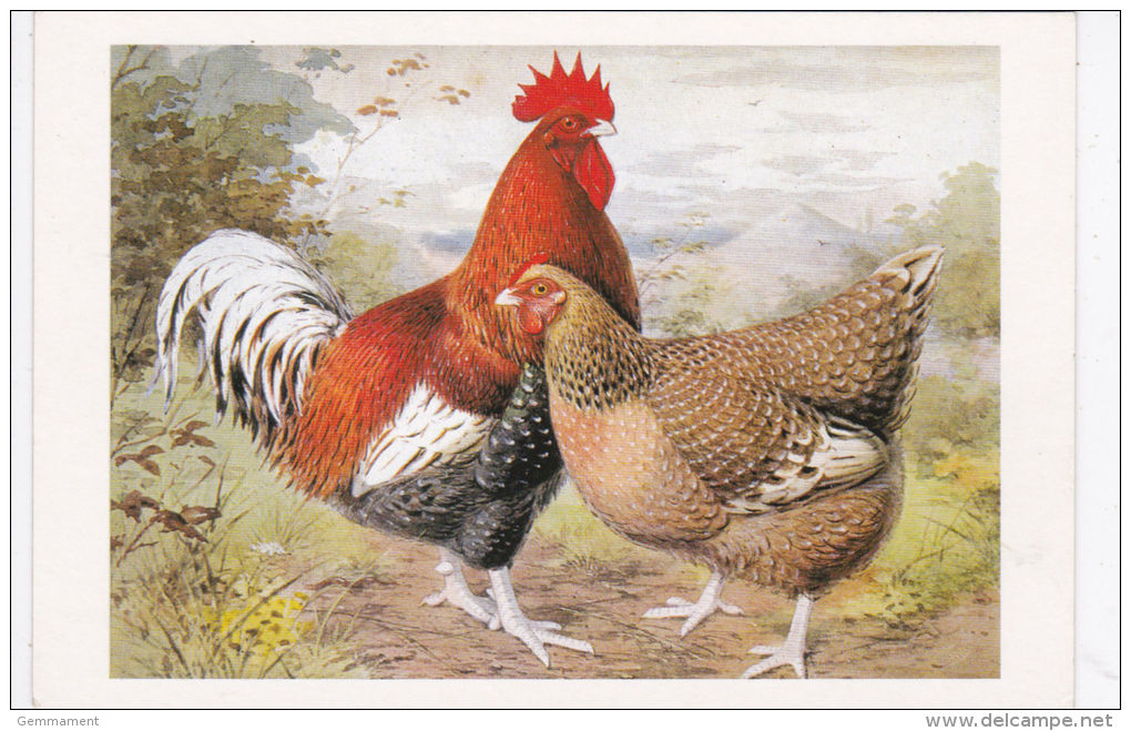 POULTRY POST CARD - GOLD PENCILLED HAMBURGHS - Oiseaux