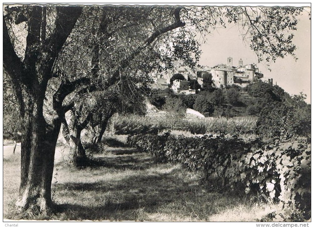 CPA/photo N&b Biot, Le Village Vu à Travers Les Oliviers - Biot