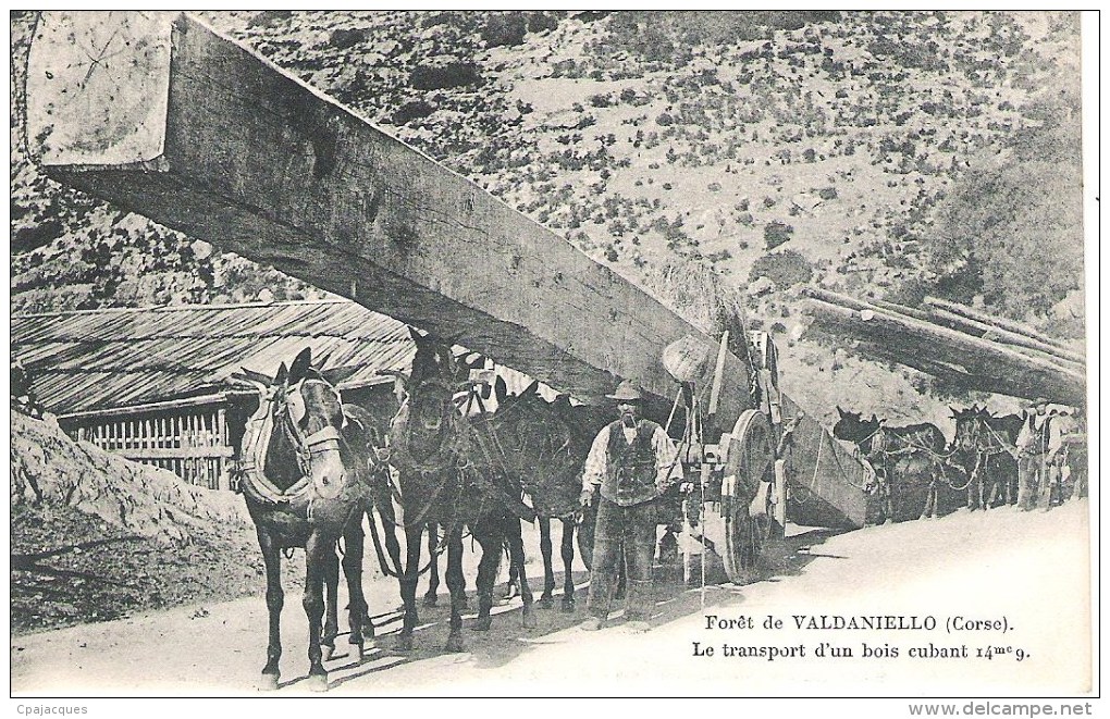 20 - FORET DE VALDANIELLO : LE TRASPORT D'UN BOIS CUBANT 14 M3 9.SUPERBE ! - Other & Unclassified