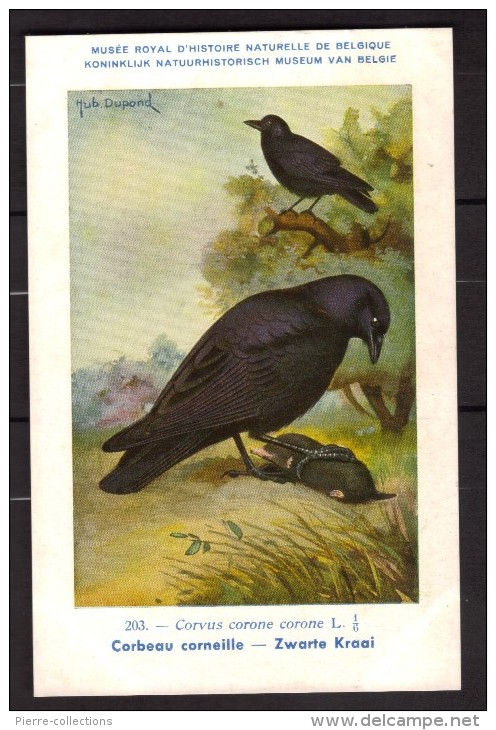 Corbeau Corneille - CPA N° 203 - Musée Royal D´Histoire Naturelle De Belgique - Illustrateur Hub. DUPONT - Uccelli