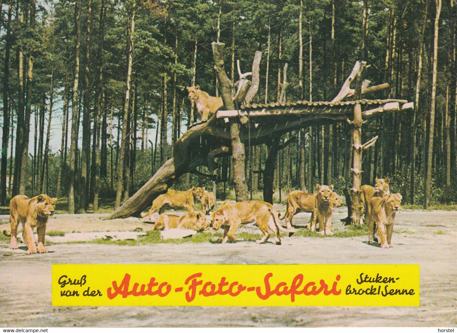 D-33758 Holte-Stukenbrock - Senne Großwildsafari - Löwengruppe - Bielefeld