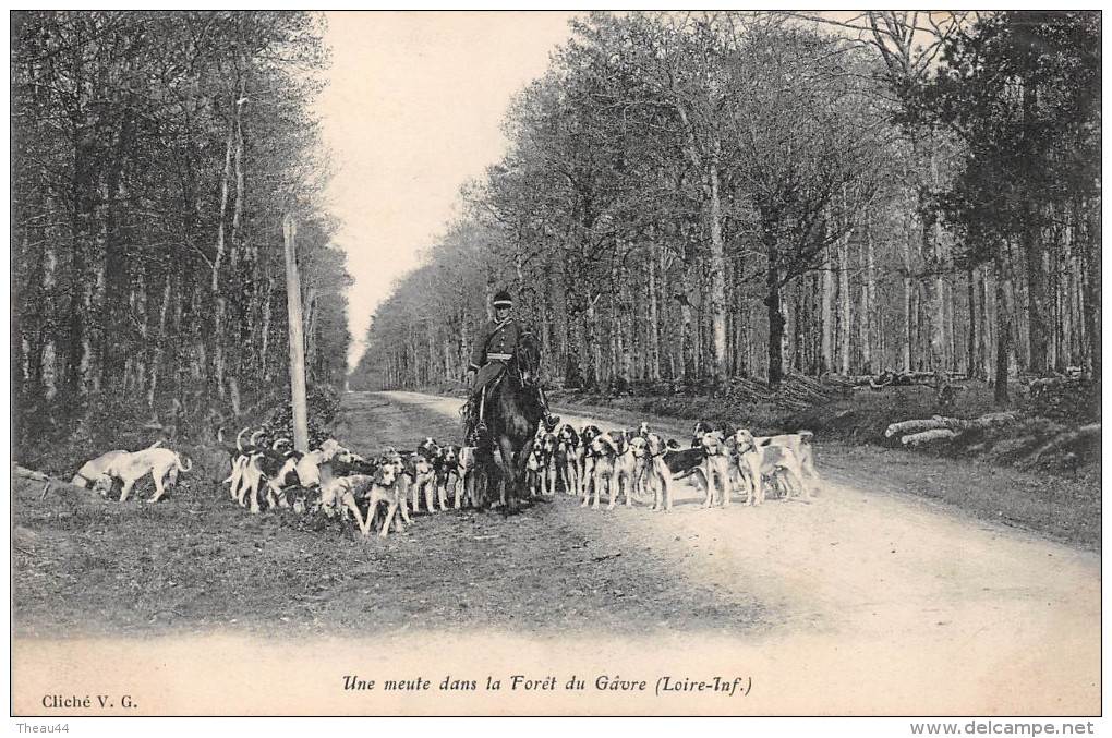 ¤¤  -  LE GAVRE   -  Une Meute Dans La Forêt  -  Chasse à Courre  -  Chasseurs  -  Chiens   -  ¤¤ - Le Gavre