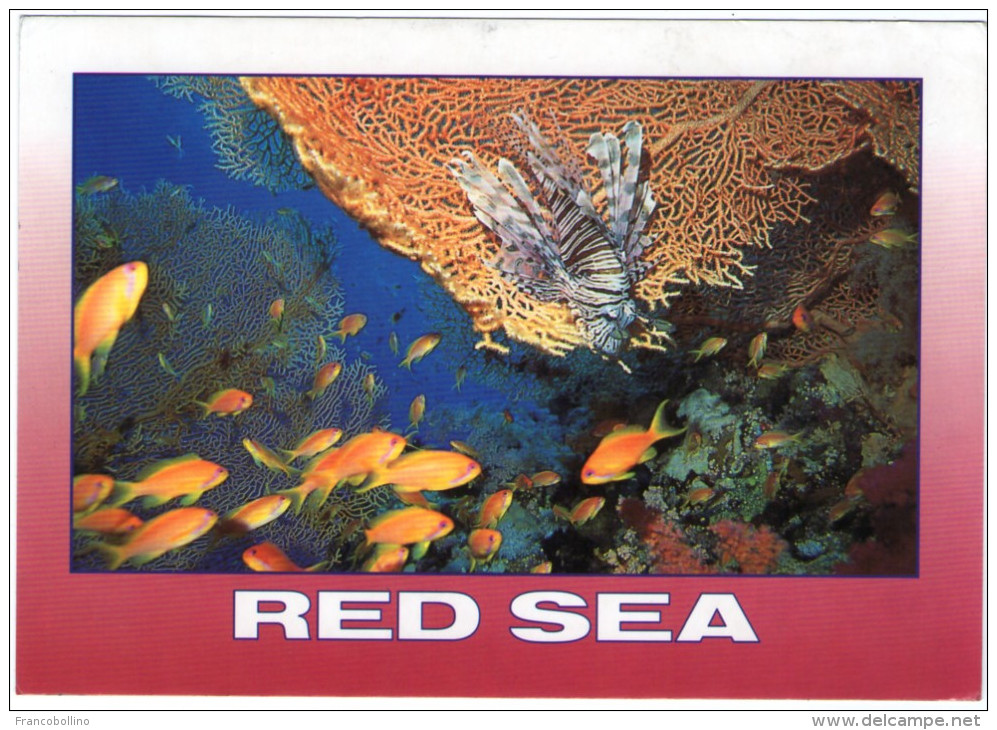 EGYPT - RED SEA-FISH / TURKEY FISH (PTEROIS VOLITANS) - Altri & Non Classificati