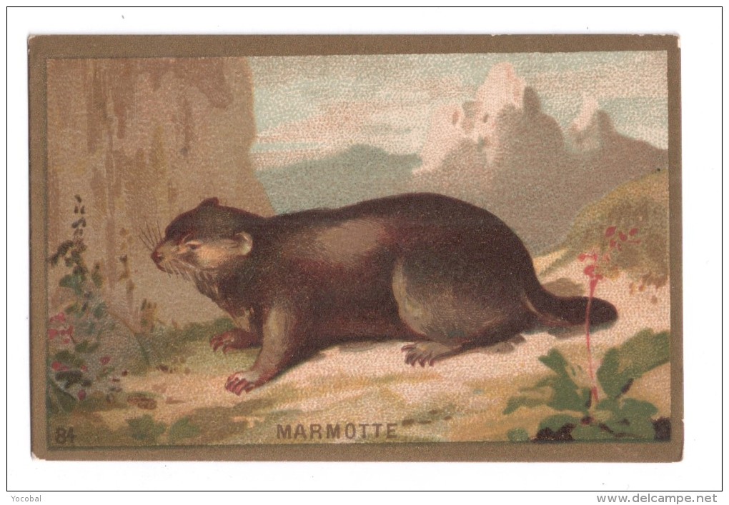 IMAGE, MARMOTTE, écrite - Animaux