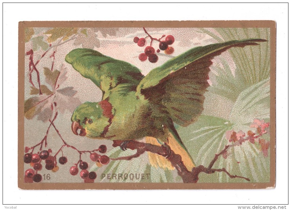 IMAGE, PERROQUET, écrite - Animaux