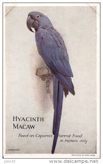 Hyacinth Macaw  -  Advert For Capern´s Bird Seed - Oiseaux