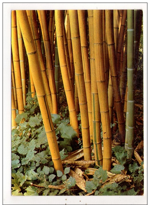 CP 10*15/MM864/ANDUZE DOMAINE DE PRAFRANCE BAMBOU PHYLLOSTACHYS SULFUREA - Anduze