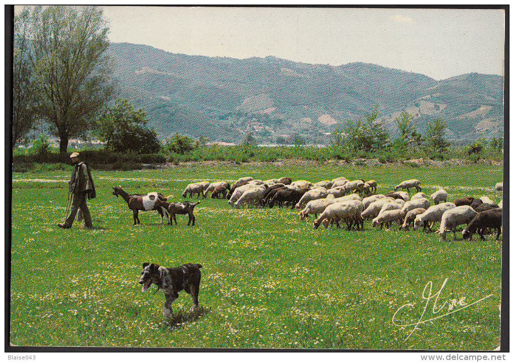 CPM 06 - Pâturages à PEGONAS - Photo Le Guen - Autres & Non Classés