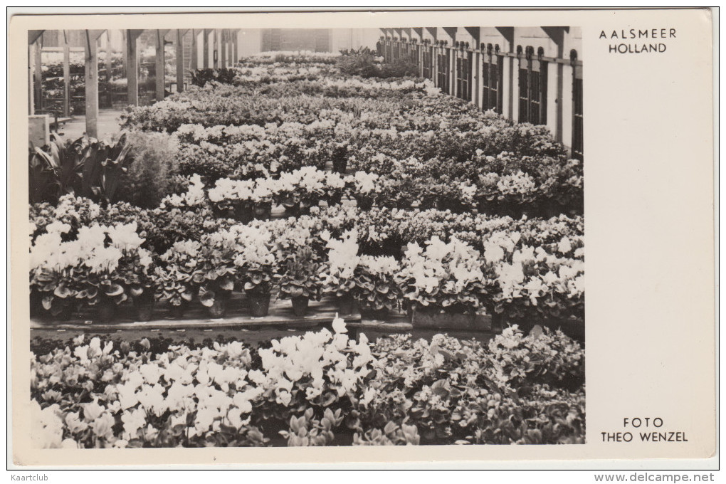 Aalsmeer - Potplantenveiling Tijdens De Dagen Voor Kerstmis(La Criée Pour La Vente Des Plantes En Pots Du Temps De Noël) - Aalsmeer