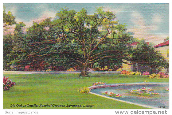 Georgia Savannah Old Oak In Chandler Hospital Grounds - Savannah