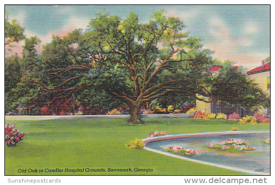 Georgia Savannah Old Oak In Chandler Hosipital Grounds - Savannah