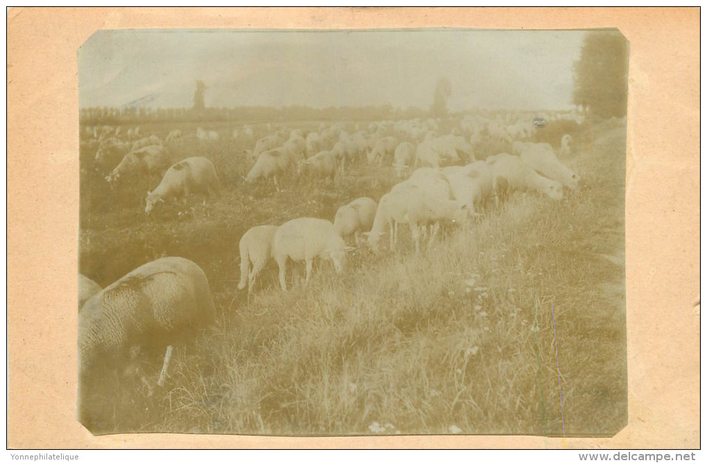 93 - AULNAY - Ferme De Nonneville - Carte Photo - (voir Scan Recto-verso) - Aulnay Sous Bois