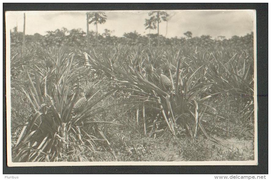 BRAZIL , PALMAS , PINEAPPLE FIELDS ,  OLD POSTCARD, M - Palmas