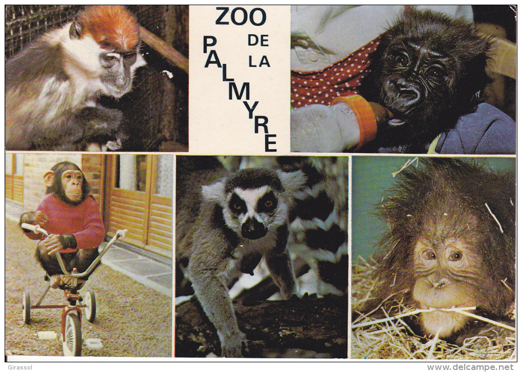 CPSM SINGES ZOO DE LA PALMYRE 17 GORILLE CHAMPANZE ORANG OUTAN - Singes