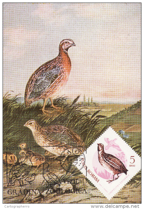 Prepelita Romanian Birds Oiseau Coturnix Coturnix Card 106 - Oiseaux