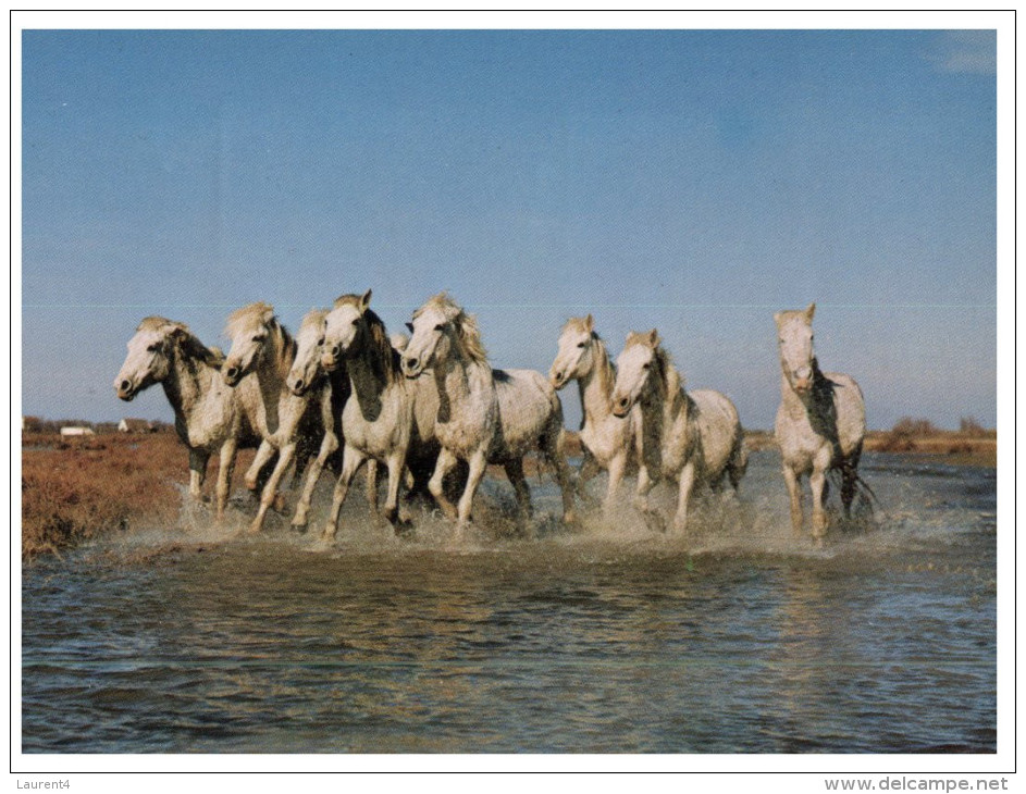 (M+S 851) France  - Chevaux De Camargue - Vierges (Iles), Britann.