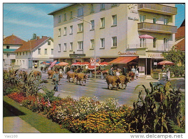 CPA BAD WORISHOFEN- STREET VIEW, COWS - Bad Woerishofen