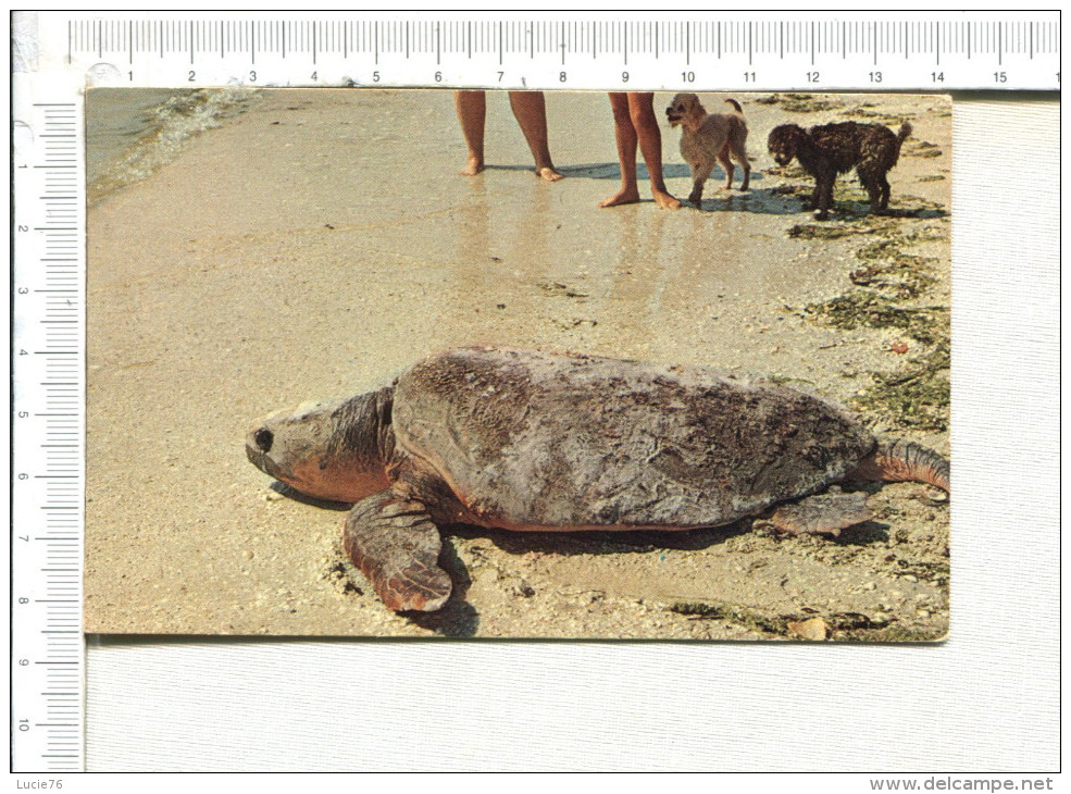 TORTUE  -     Giant Sea  Turtle  Heads Back To The After Laying The Egggs Of Her  Young On Sanibel Island Beach - Schildpadden