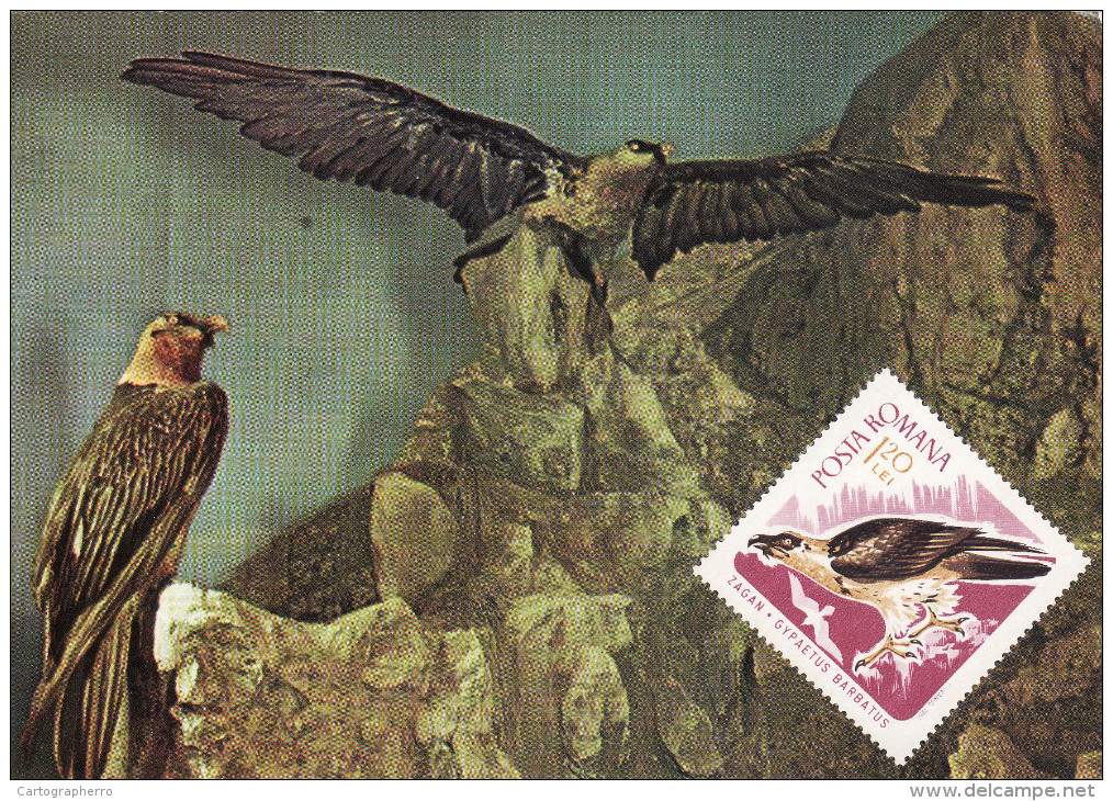 Art, Diorama Cu Zagani, Gypaetus Barbatus Aureus, Bartgeier Card 107 - Malerei & Gemälde