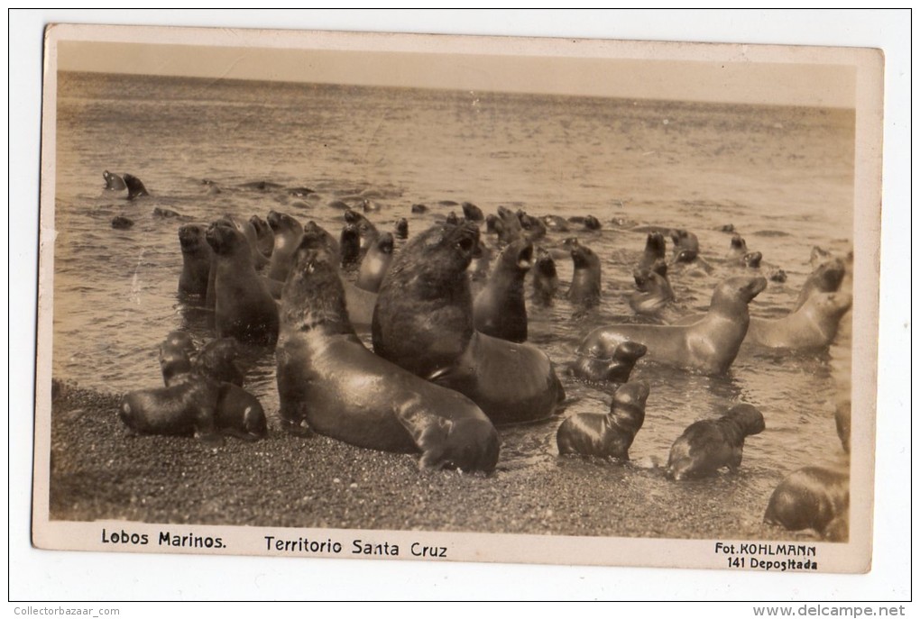 Hermosa Tarjeta Foto Postal Argentina Lobos Marinos Fot Kohlmann Seals Original Postcard Cpa Ak (W4_149) - Argentina