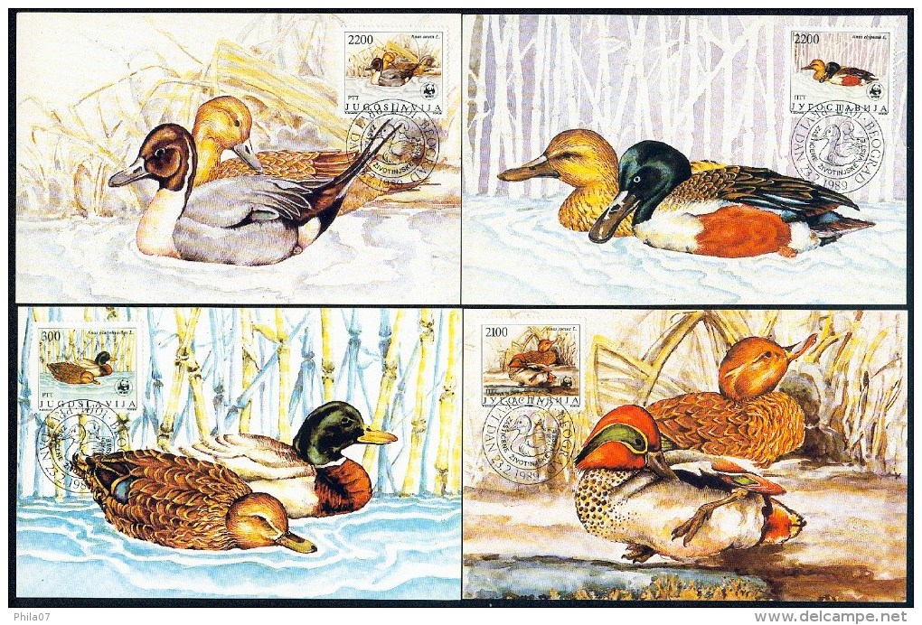 Yugoslavia 1989. Four Maxim Cards 'Ducks; Anas Platyrhynchos L., Anas Crecca L., Anas Clypeata L., Anas Acuta L.' - Cartoline Maximum