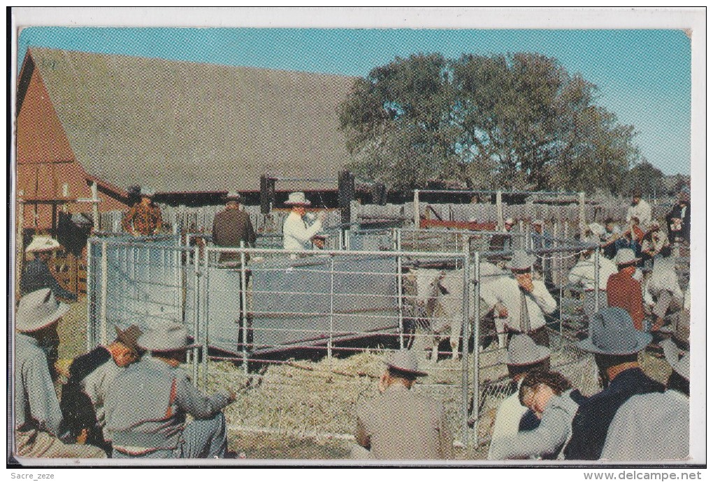CPSM USA-TULSA-OKLAHOMA-1959-typical Western Cattle Auction - Tulsa