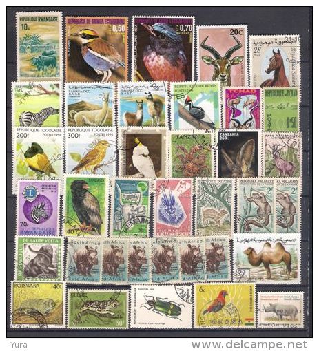 Lot 165 Africa Little Collection Fauna 2 Scans 55 Different - Sonstige & Ohne Zuordnung