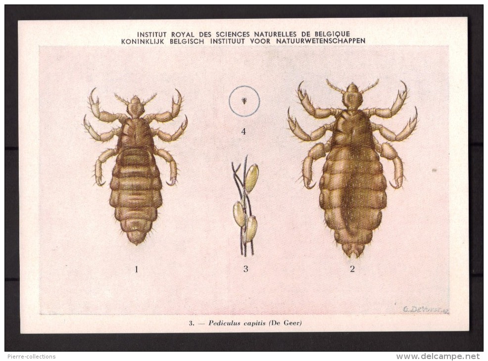 Insectes - Pediculus Capitis - CPA N° 3 - Institut Royal De Belgique - Vecteurs D'infections Au Congo Belge - Insetti