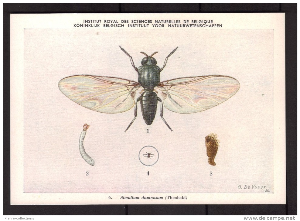 Insectes - Simulium Damnosum - CPA N° 6 - Institut Royal De Belgique - Vecteurs D'infections Au Congo Belge - Insetti