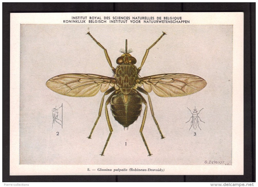 Insectes - Glossina Palpalis - CPA N° 8 - Institut Royal De Belgique - Vecteurs D'infections Au Congo Belge - Insectes