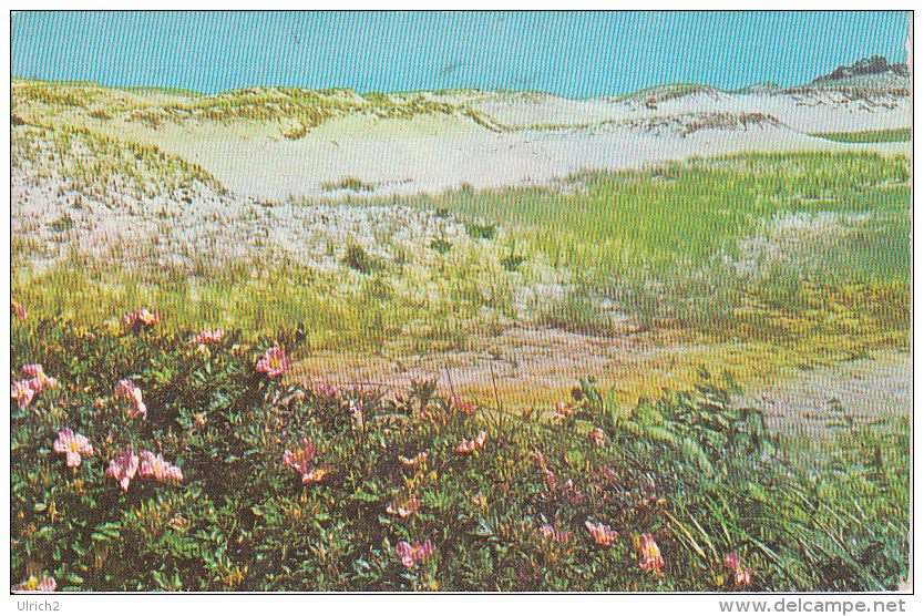 PC Cape Cod - Dunes And Flowers - 1969 (5354) - Cape Cod