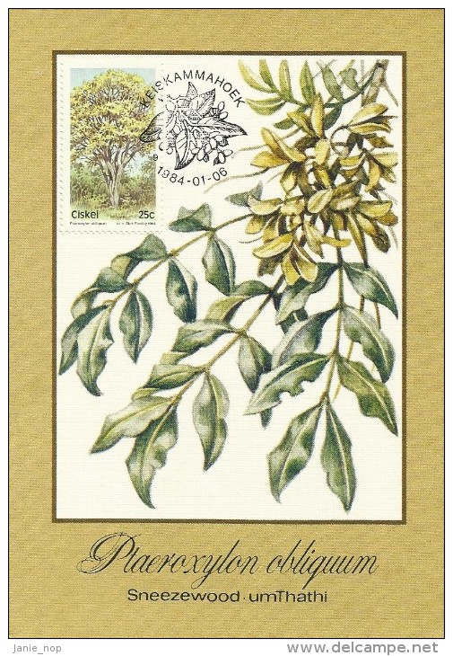 South Africa Ciskei 1984 Trees, Ptaeroxylon Obliquum, Maximum Card - Ciskei