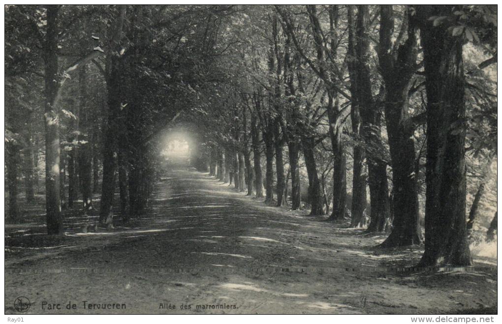 BELGIQUE - BRABANT FLAMAND - TERVUEREN - TERVUREN - Parc De Tervueren - Allée Des Maronniers - Tervuren